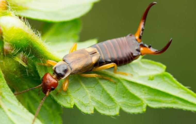 Earwigs